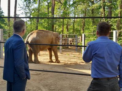 Don Chung, die neue Elefantendame aus Leipzig